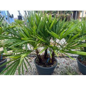 Palma konopná (Trachycarpus fortunei) - výška kmeňa 15-25 cm, celková výška 70-90 cm - 2 palmy v jednom kvetináči, kont. C20L, (-17°C) 